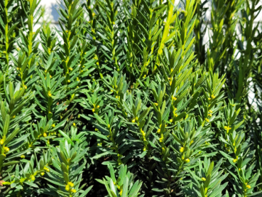 Taxus media Hillii - Becher-Eibe Hillii